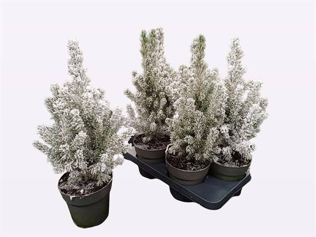 Spygliuotis, eglė baltoji "Conica Snow", vazonėlio skersmuo 15 cm.