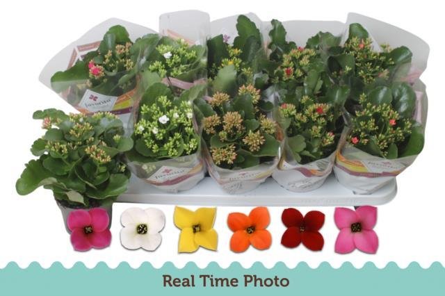 Kambarinis augalas, kalankė, vazonėlio skersmuo 11 cm.