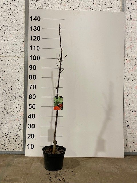 Dekoratyvinis medis, miltingasis šermukšnis "Aria Magnifica", vazonėlio skersmuo 21 cm.