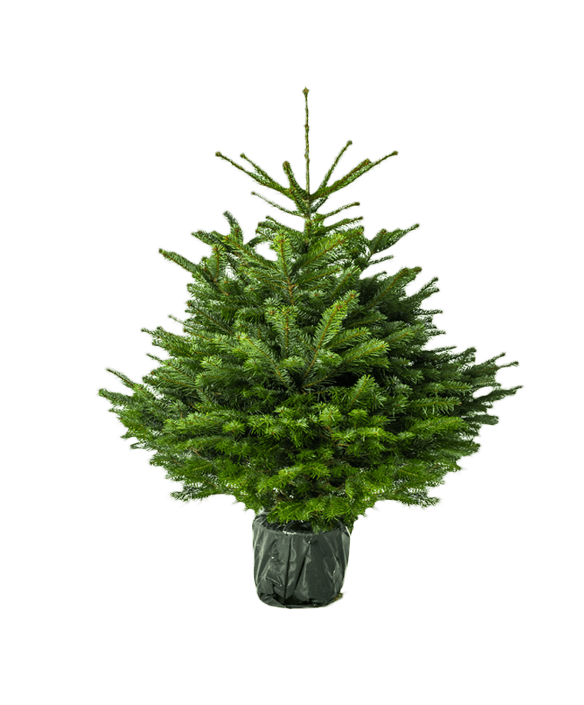 Vazone augintas kaukazinis kėnis (Abies nordmanniana), aukštis 125 - 150 cm.