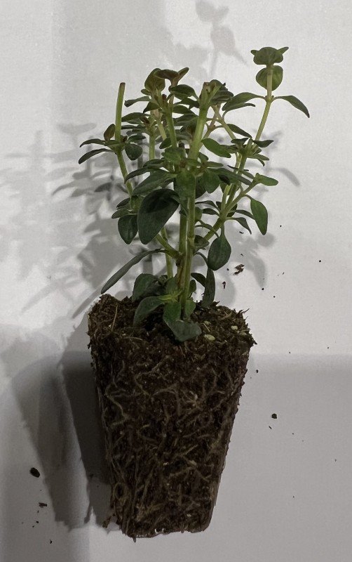 Prieskoninio augalo daigelis, čiobrelis citrininis "Lemon"