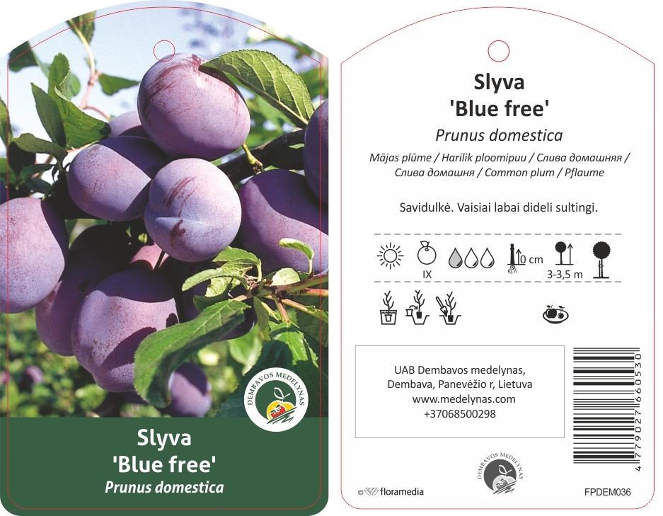 Vaismedis, slyva "Blue free", vazonas 20 l.