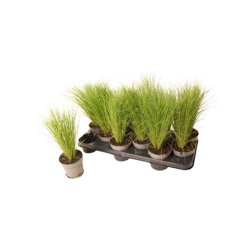 Žolinis augalas, ašuotė, vazonėlio skersmuo 12 cm.