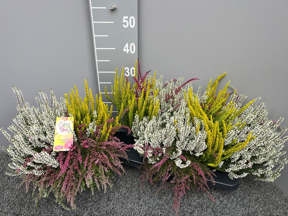 Vienmetė gėlė, viržis, vazonėlio skersmuo 17 cm.