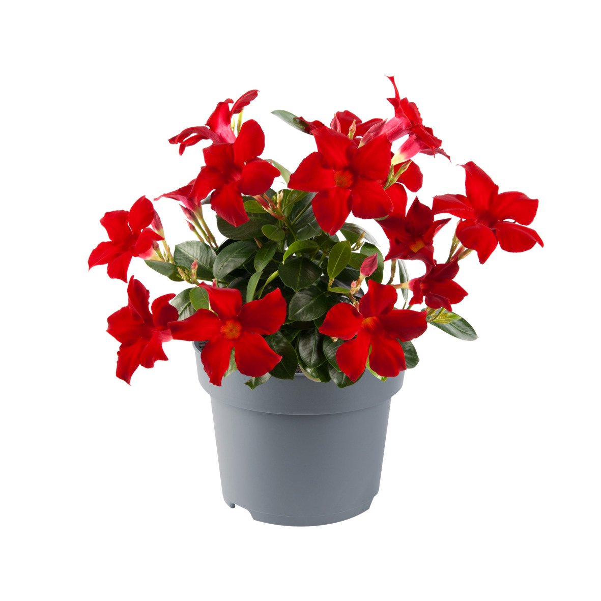 Vienmetė gėlė, sundavilė, vazonėlio skersmuo 7 cm.