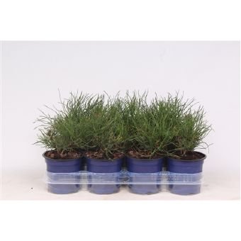 Spygliuotis, pušis kalninė "Pumilio", vazonėlio skersmuo 11 cm.