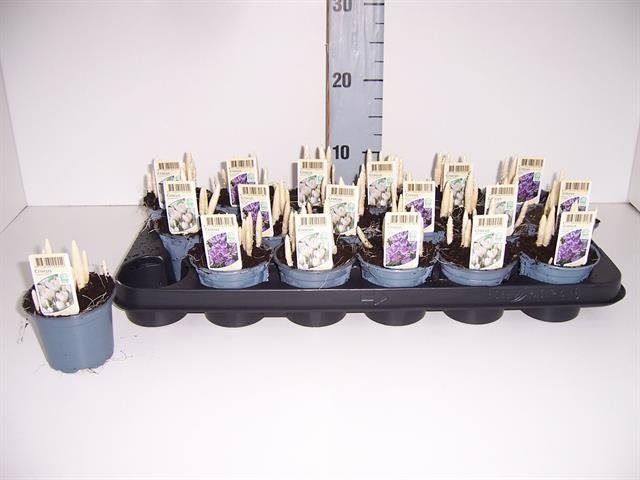 Daugiametė gėlė, krokas, vazonėlio skersmuo 9 cm.