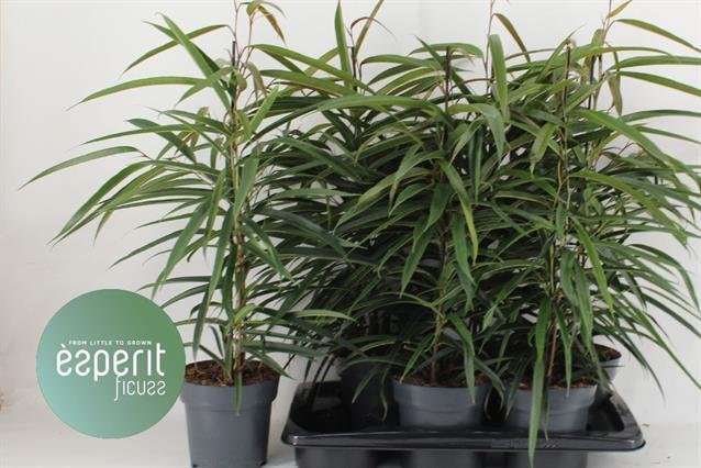 Kambarinis augalas, fikusas, vazono skersmuo 17 cm.