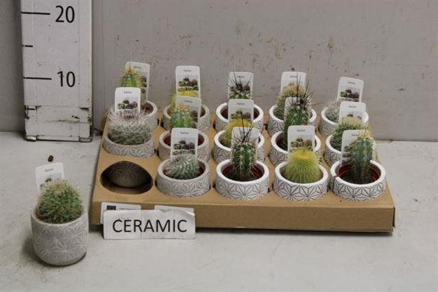 Kambarinis augalas, kaktusas, keraminiame vazone, vazonėlio skersmuo 7 cm.