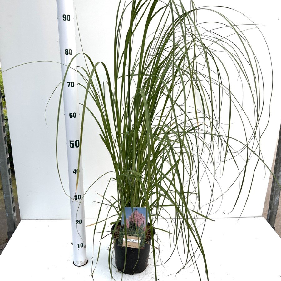 Žolinis augalas, kortaderija "Sell Rosea", vazonėlio skersmuo 17 cm.