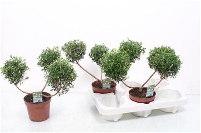 Kambarinis augalas, mirta formuota, vazono skersmuo 12 cm.