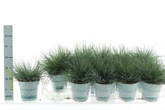 Žolinis augalas, eraičinas, vazonėlio skersmuo 11 cm.