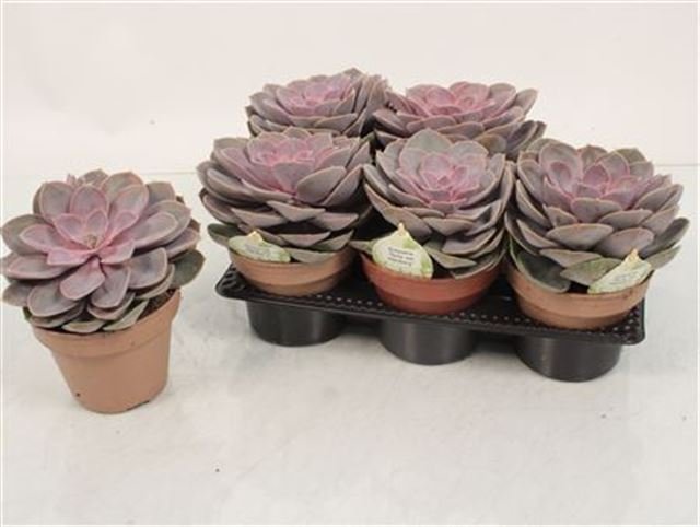 Kambarinis augalas, kalvorė (eševerija), vazonėlio skersmuo 14 cm.