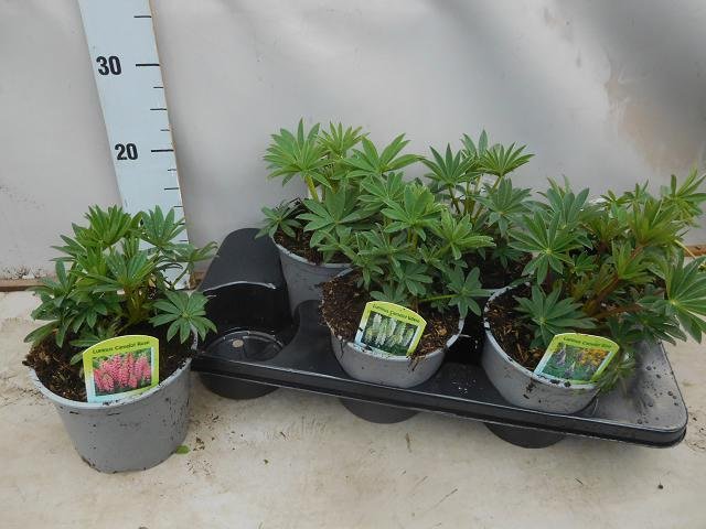 Daugiametė gėlė, lubinas, vazono skersmuo 15 cm.