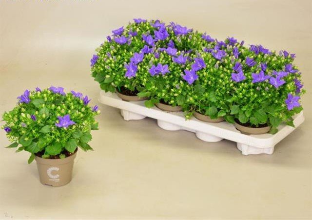 Daugiametė gėlė, katilėlis "Napoli", vazonėlio skersmuo 11 cm.