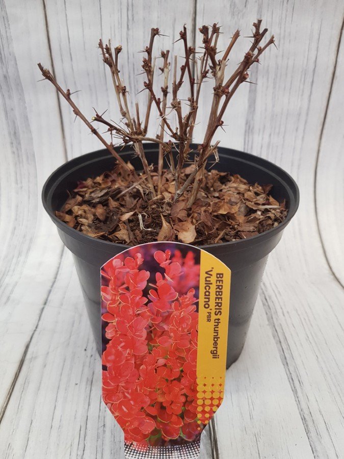 Dekoratyvinis krūmas, raugerškis tunbergo "Vulkano", vazonas 2 l.