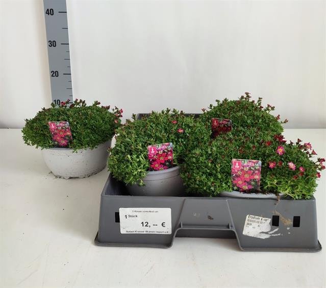 Alpinariumo augalas, uolaskėlė "Peter Pan", vazono skersmuo 21 cm.