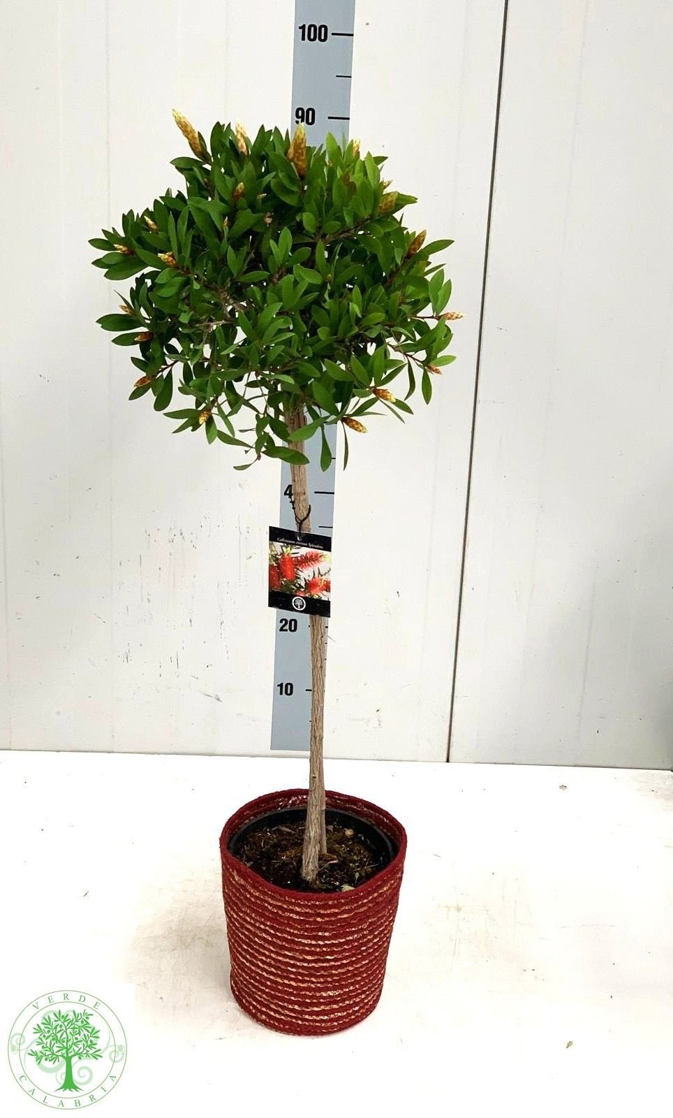 Kambarinis augalas, kalistemonas "Splendens", vazonėlio skersmuo 21 cm.