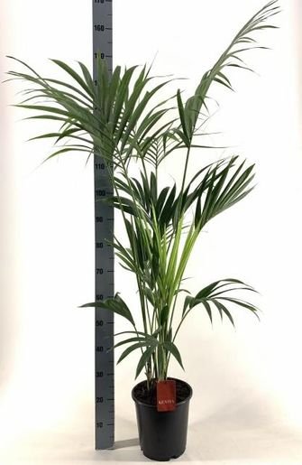 Kambarinis augalas, hovėja, vazonėlio skersmuo 24 cm.