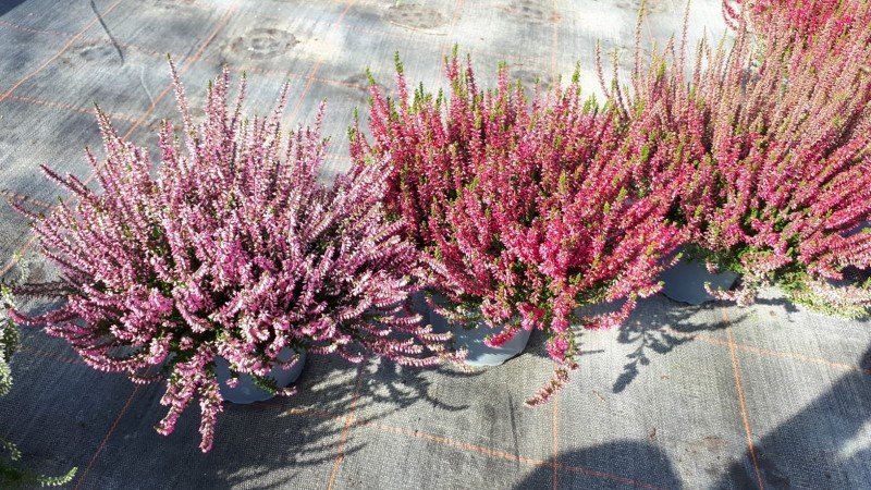 Vienmetė gėlė, viržis "Garden Girls", vazonėlio skersmuo 17 cm.