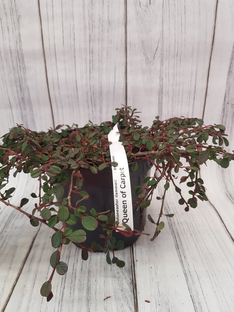 Dekoratyvinis krūmas, kaulenis damerio "Queen of Carpet", vazonas 2 l.