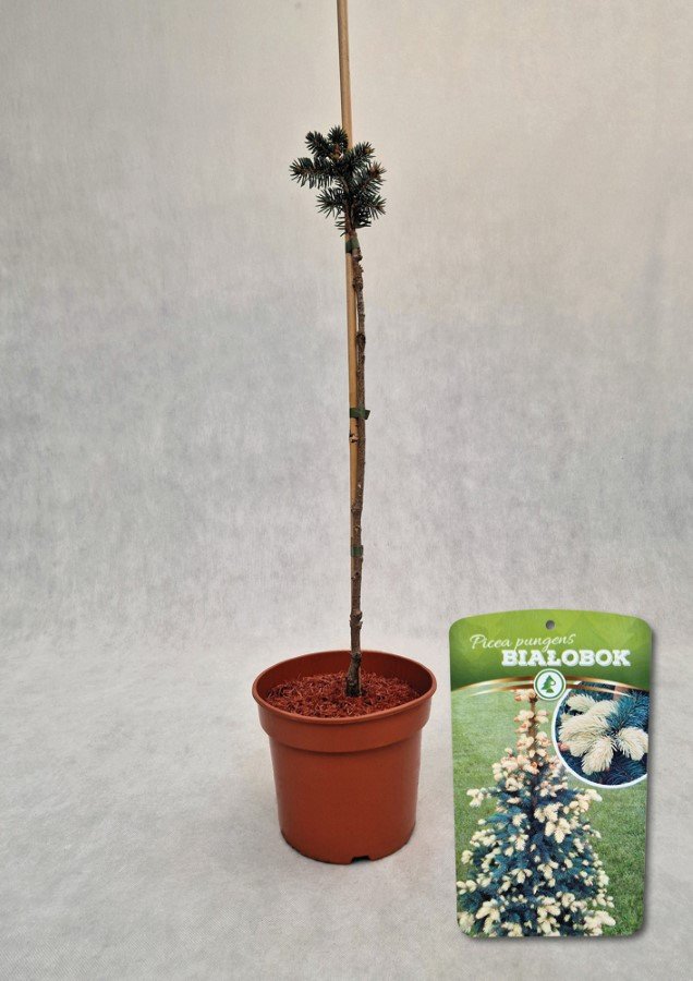 Spygliuotis, eglė dygioji "Bialobok", vazonas 3 l.