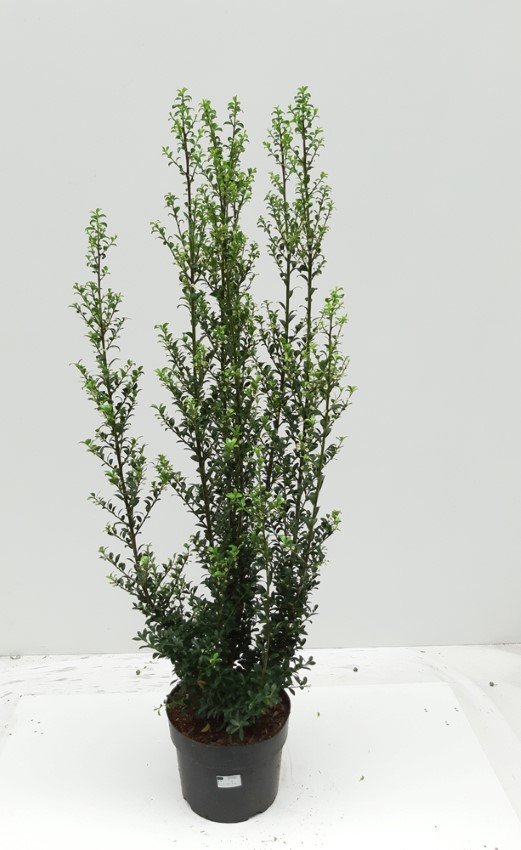 Dekoratyvinis krūmas, bugienis "Straight Hedge", vazonėlio skersmuo 23 cm.