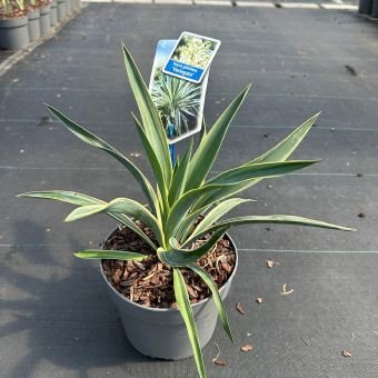 Žolinis augalas, didingoji juka "Variegata", vazonėlio skersmuo 17 cm.