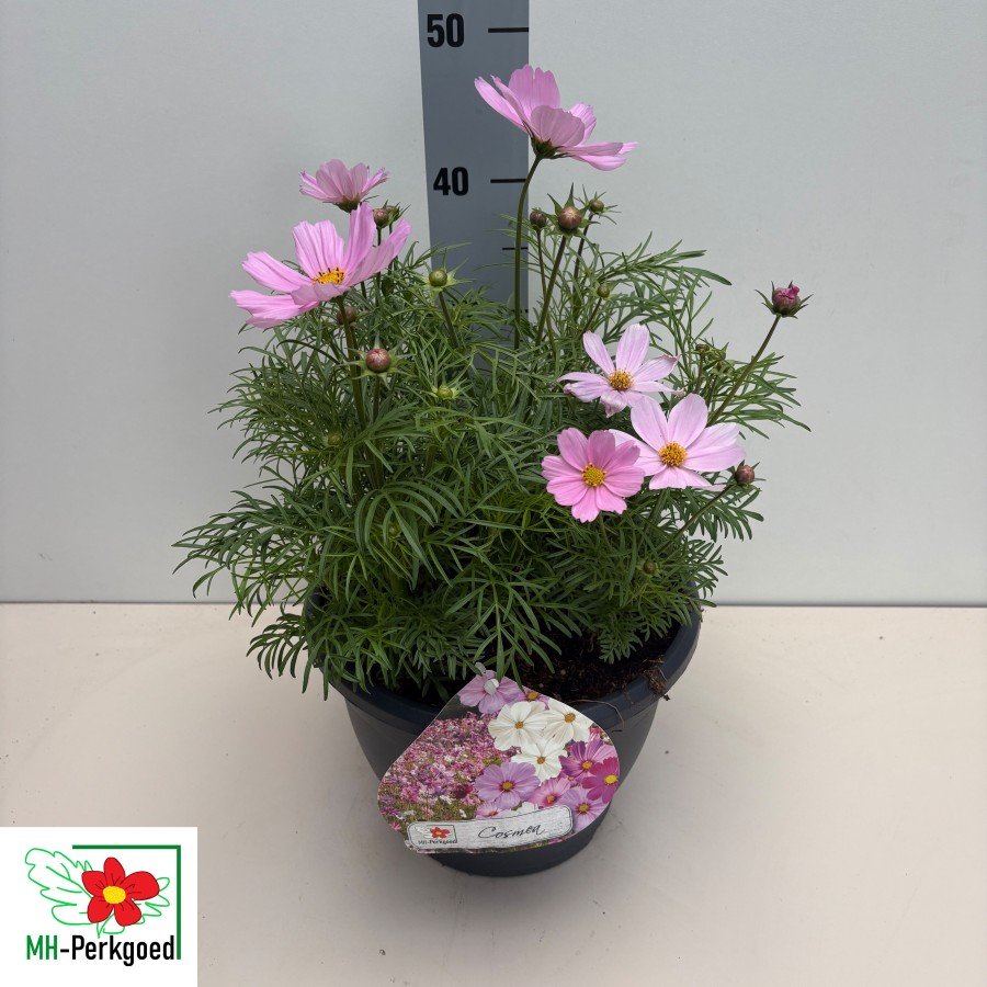 Vienmetė gėlė, kosmėja "Symphony Pink", vazonėlio skersmuo 26 cm.