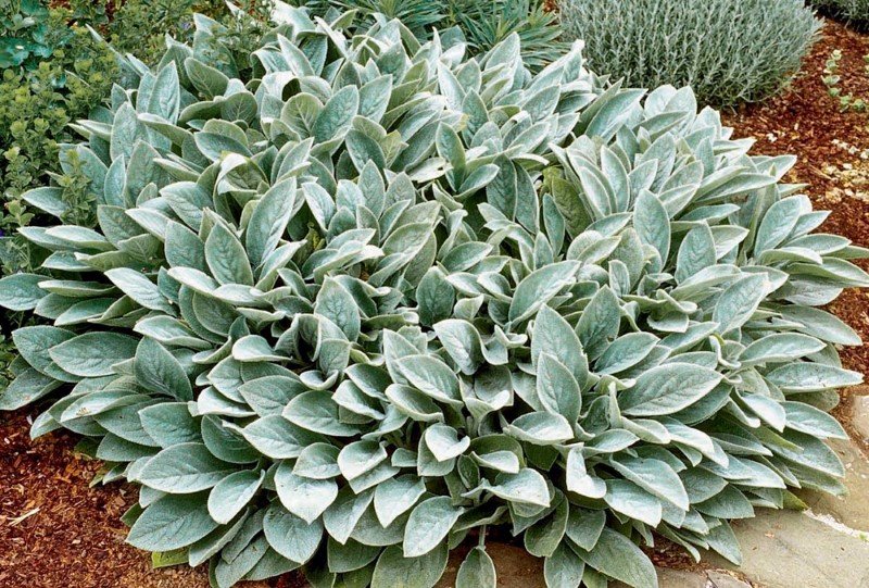 Daugaimetė gėlė, vilnotoji notra "Silver Carpet", vazonėlio skersmuo 17 cm.