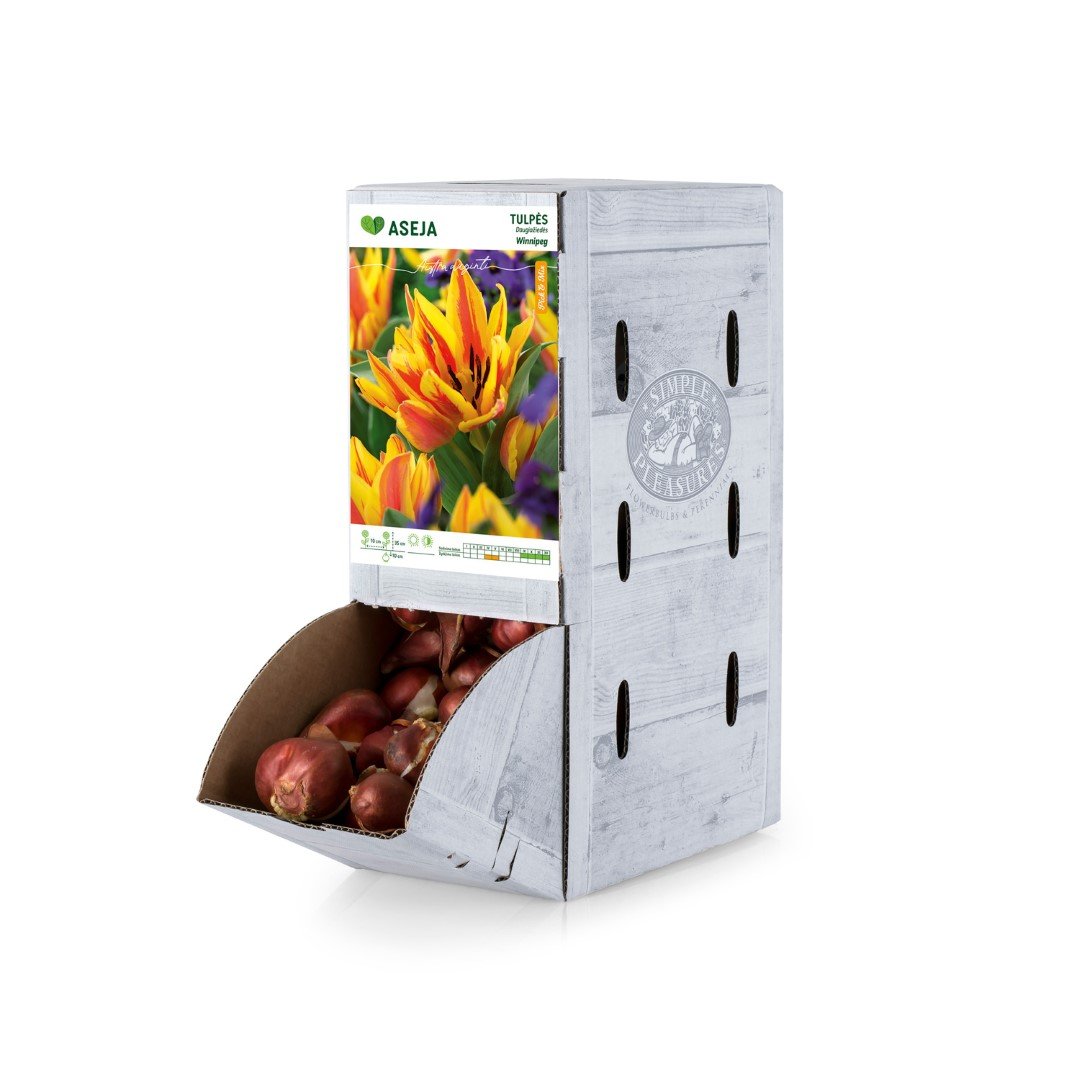 Daugiažiedės tulpės Winnipeg svogūnėlis ASEJA, 1 vnt., 11/12, Rackbox, 64043511, (R)