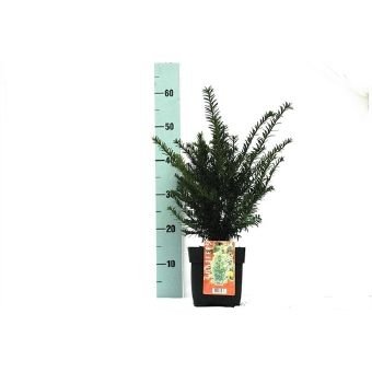 Spygliuotis, kukmedis europinis, vazono skersmuo 17 cm.