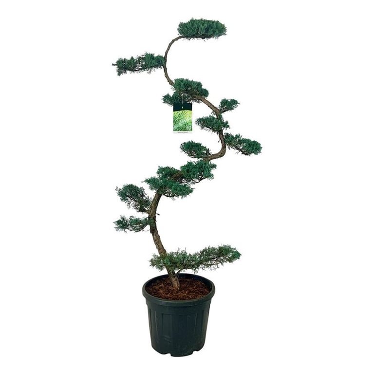 Spygliuotis, kadagys virgininis "Grey Owl" (bonsai), aukštis 175 cm., vazonas 55 l.