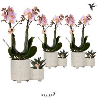 Kambarinis augalas, orchidėja (Phalaenopsis), su sukulentu, vazonėlio skersmuo 15 cm.