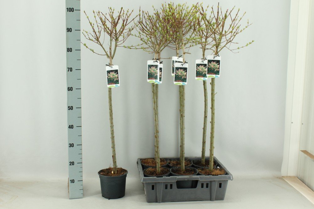 Dekoratyvinis medis, gluosnis sveikalapis "Hakuro Nishiki", vazonėlio skersmuo 17 cm.