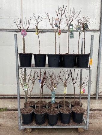 Dekoratyvinis krūmas, hortenzija šluotelinė, įvairios, ant stiebo  40-50 cm. vazonėlio skersmuo 28 cm.