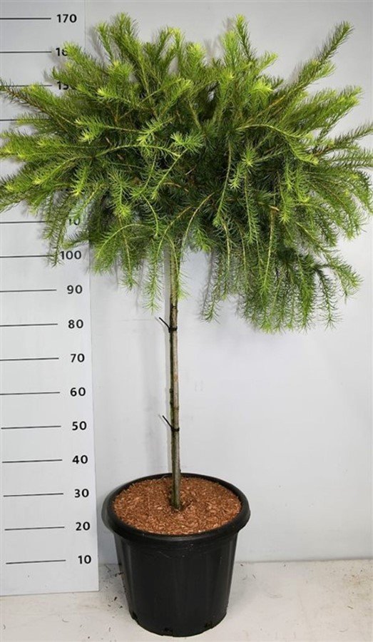 Spygliuotis, maumedis amerikinis "Arethusa Bog", ant stiebo, aukštis 90 cm., vazonas 25 l.