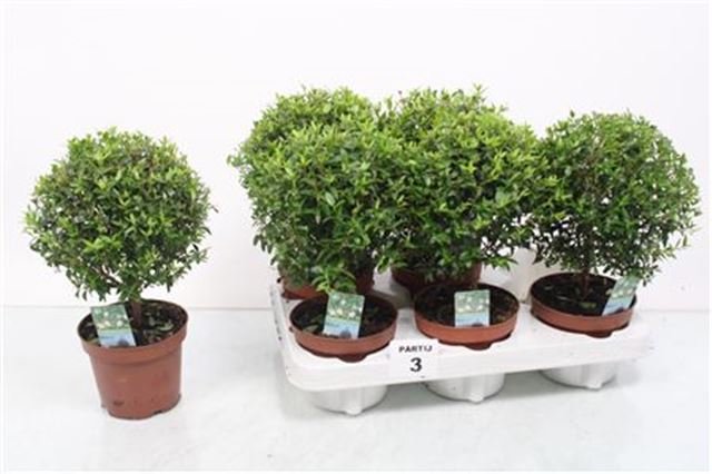 Kambarinis augalas, mirta, vazono skersmuo 12 cm.