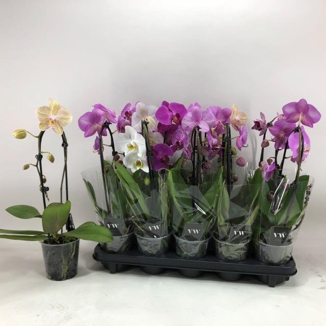 Kambarinis augalas, orchidėja "Phal El Cascade", vazonėlio skersmuo 12 cm.