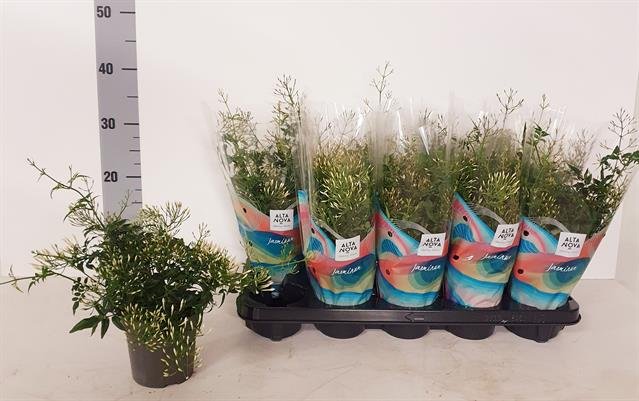 Kambarinis augalas, jazminas, vazonėlio skersmuo 12 cm.