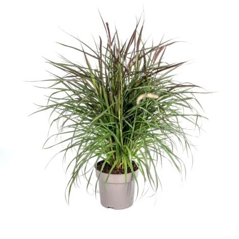 Žolinis augalas, soruolė plaukuotoji "Chelsea", vazonėlio skersmuo 14 cm.