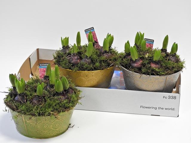 Daugiametė gėlė, hiacintų kompozicija, vazonėlio skersmuo 21 cm.