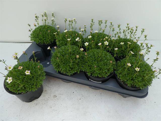 Alpinariumo augalas, uolaskėlė "Early Pico", vazonėlio skersmuo 13 cm.