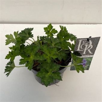 Daugiametė gėlė, snaputis "Rozanne", vazono skersmuo 17 cm.