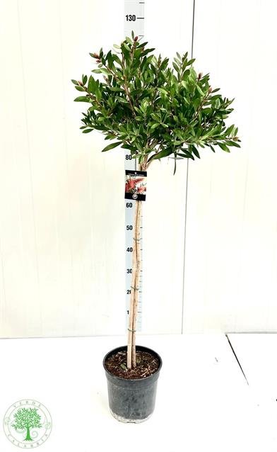 Kambarinis augalas, kalistemonas "Splendens", vazonėlio skersmuo 22 cm.