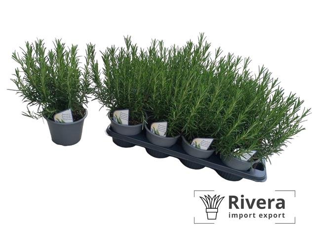 Prieskoninis augalas, rozmarinas, vazonėlio skersmuo 14 cm.