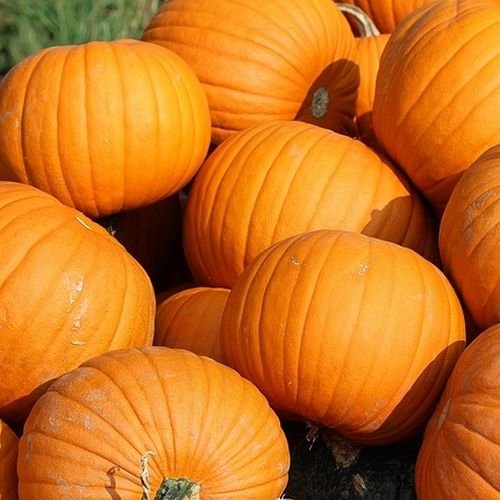 Daržovių sodinukai, moliūgai "Early Abundance", nedideli (iki 3 kg), vazonėlio skersmuo 10 cm.