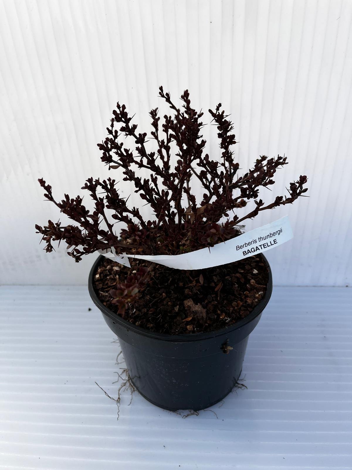 Dekoratyvinis krūmas, raugerškis tunbergo "Bagatelle", vazonas 2 l.