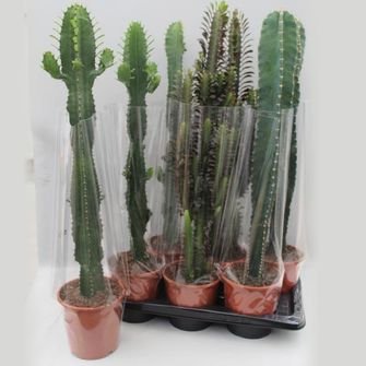 Kambarinis augalas, karpažolė, vazonėlio skersmuo 12 cm.