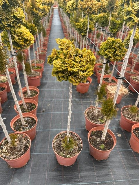 Spygliuotis, puskiparisis bukasis "Aurora", ant stiebo, vazonėlio skersmuo 23 cm.